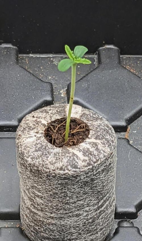 Blue Dream Haze. Week 0 - 3