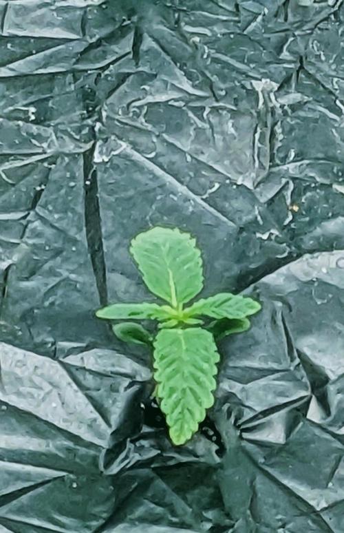 Blue Dream Haze. Week 0 - 7