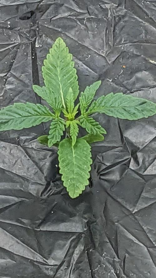 Blue Dream Haze. Week 1 - 10