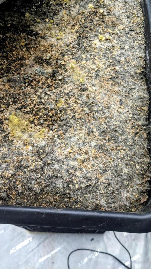 Blue Dream Haze. Week 1 - 10