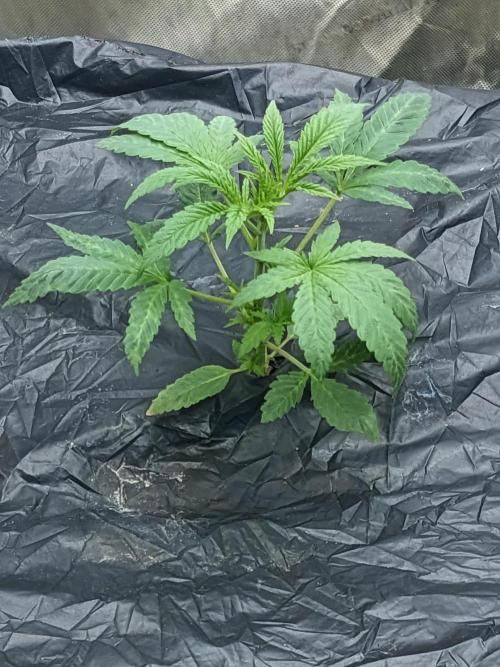 Blue Dream Haze. Week 2 - 19