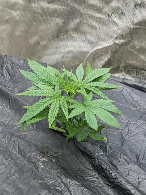 Blue Dream Haze. Week 2 - 21