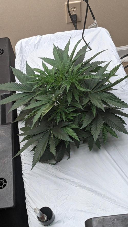 Oreo Banana Cream. Week 4