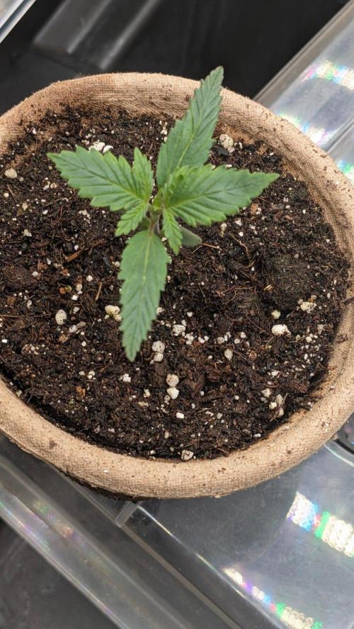 Blueberry Auto. Week 1