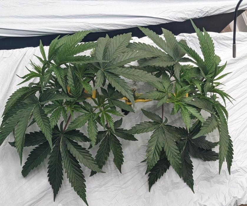 Oreo Banana Cream. Week 5