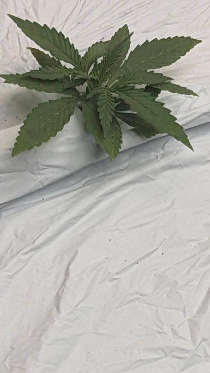 Blue Dream Haze. Week 2