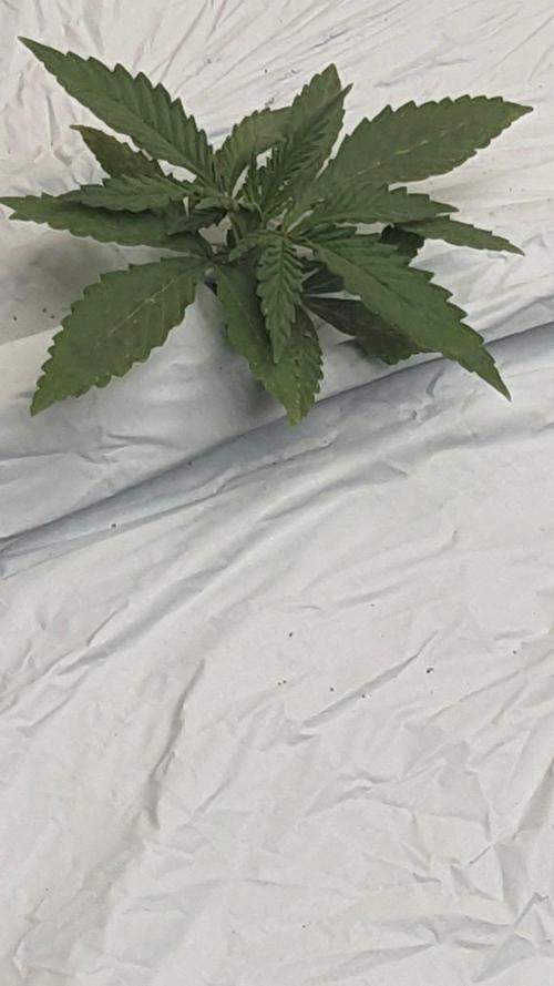 Blue Dream Haze. Week 2