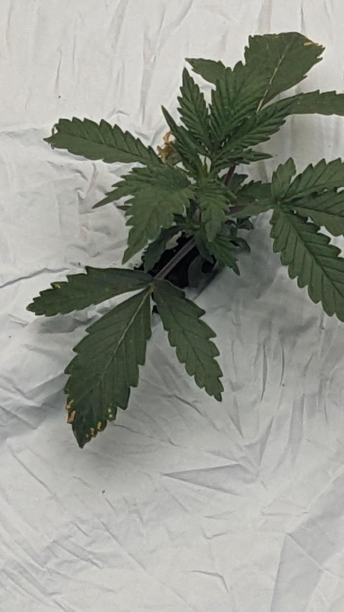 Blueberry Auto. Week 2