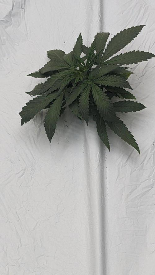 Blue Dream Haze. Week 3