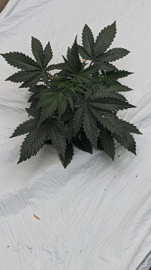 Blueberry Auto. Week 3