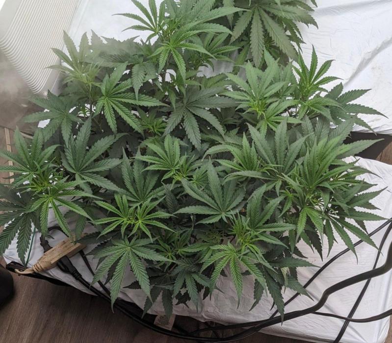 Oreo Banana Cream. Week 7