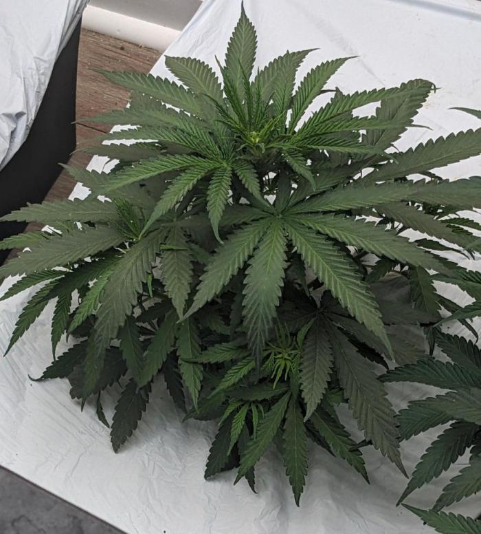 Blue Dream Haze. Week 4