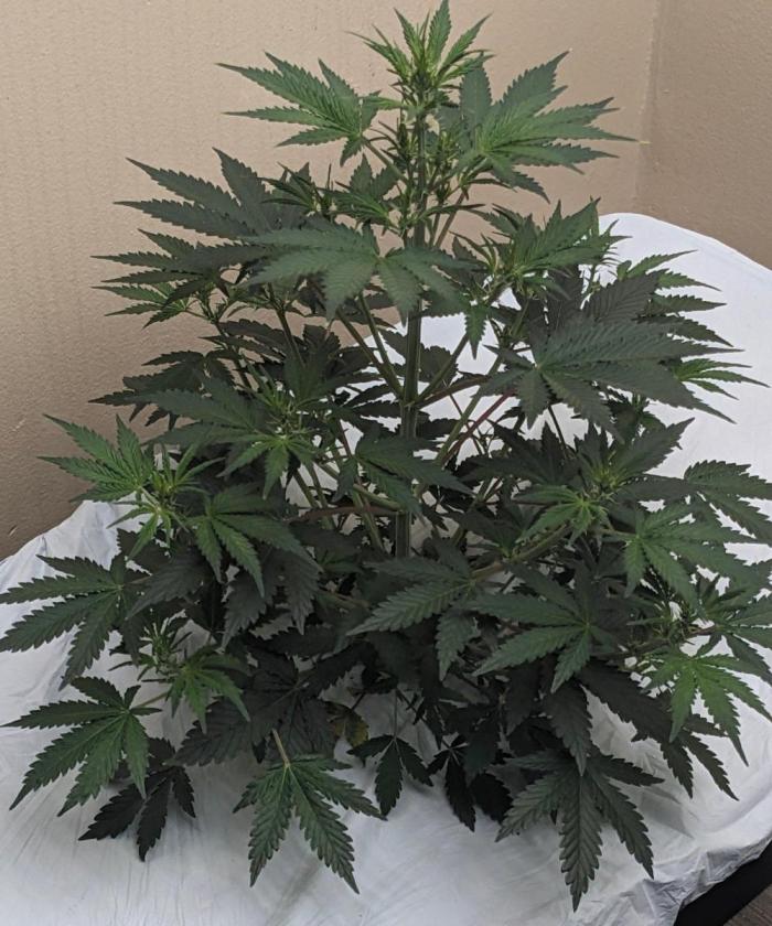 Blueberry Auto. Week 4