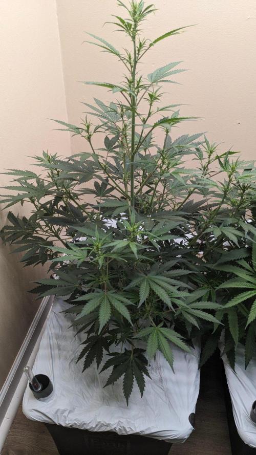 Blueberry Auto. Week 5