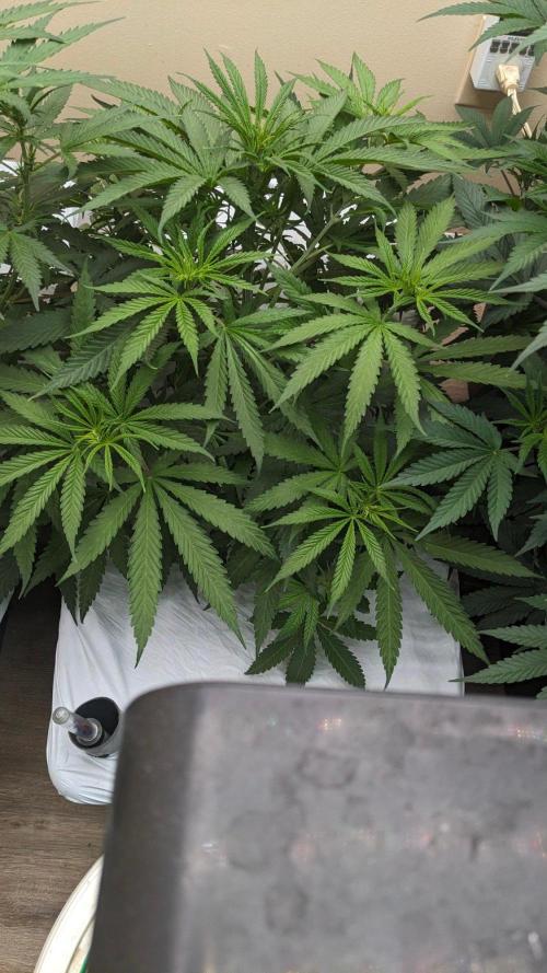 Blue Dream Haze. Week 5