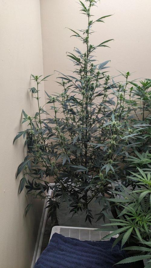Blueberry Auto. Week 7