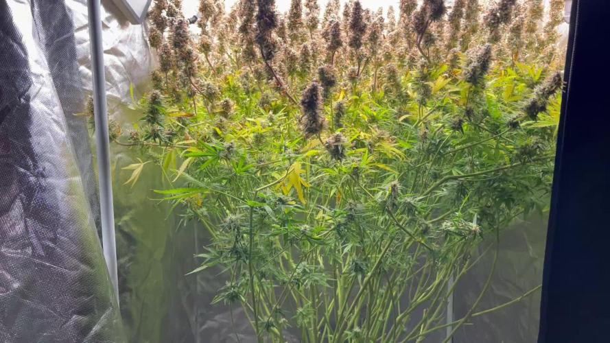 Hydrophonic Gelato