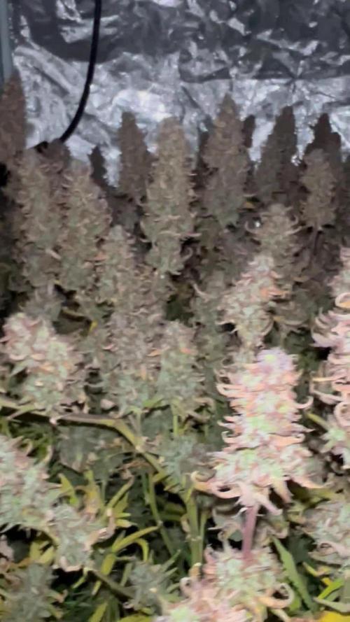 Hydrophonic Gelato