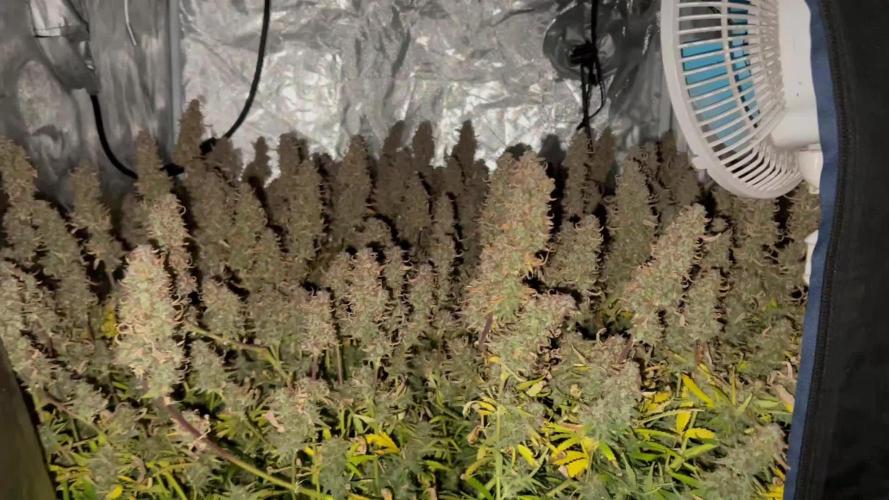 Hydrophonic Gelato