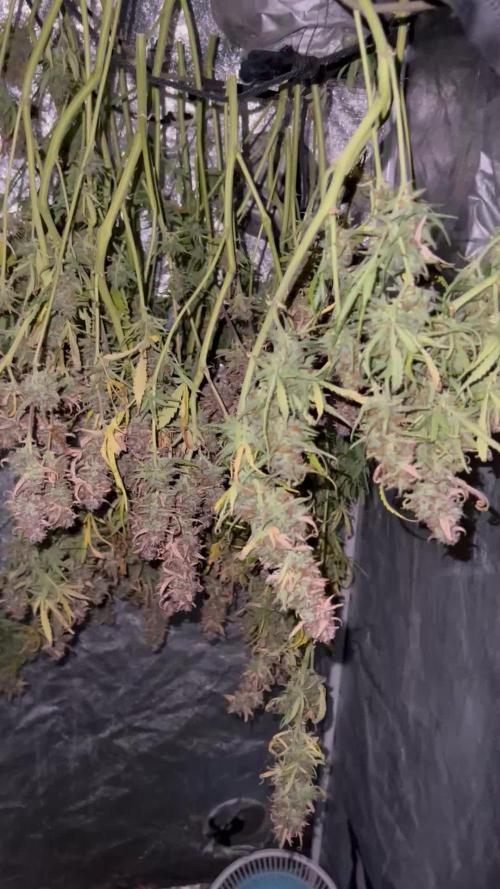 Hydrophonic Gelato