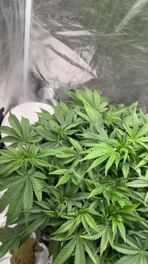 Pound Cake Hydrophonic