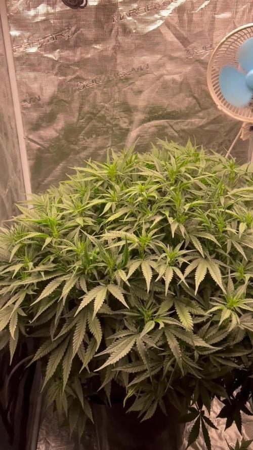 Pound Cake Hydrophonic