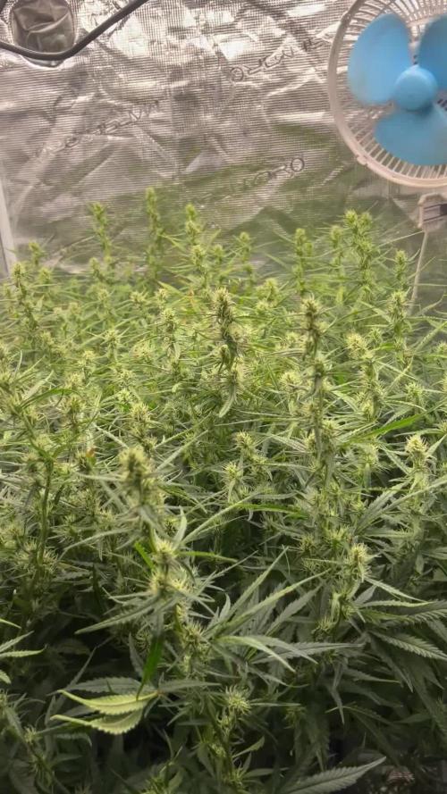 Pound Cake Hydrophonic