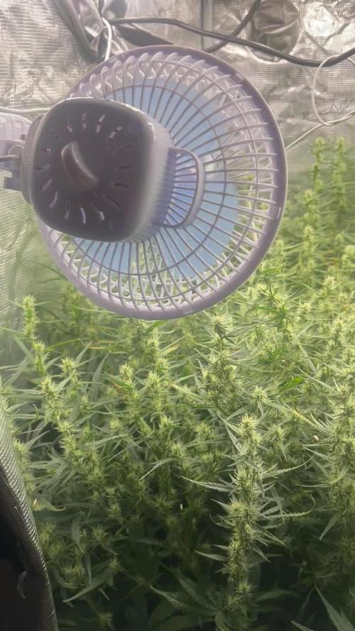 Pound Cake Hydrophonic