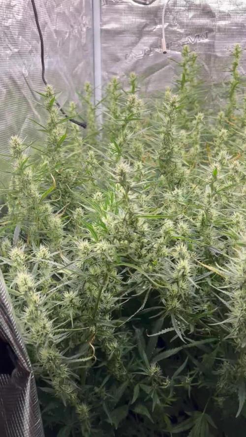 Pound Cake Hydrophonic