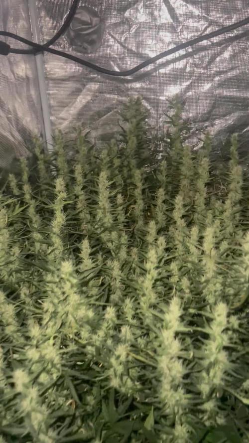 Pound Cake Hydrophonic