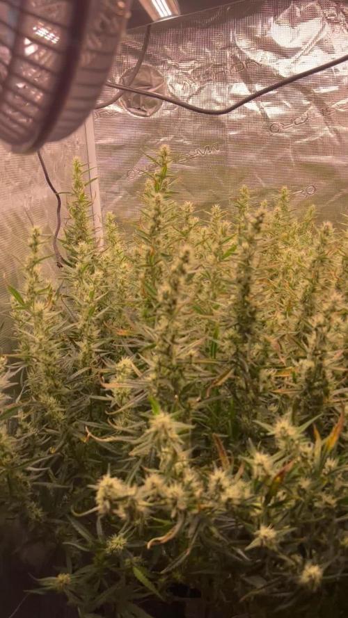 Pound Cake Hydrophonic
