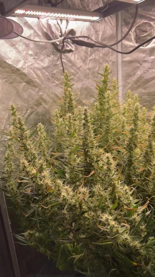 Pound Cake Hydrophonic
