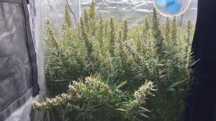 Pound Cake Hydrophonic