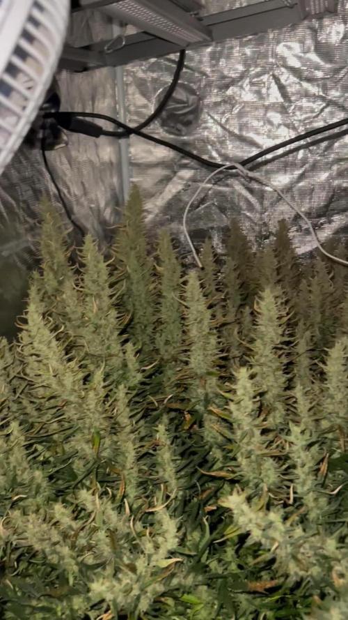 Pound Cake Hydrophonic