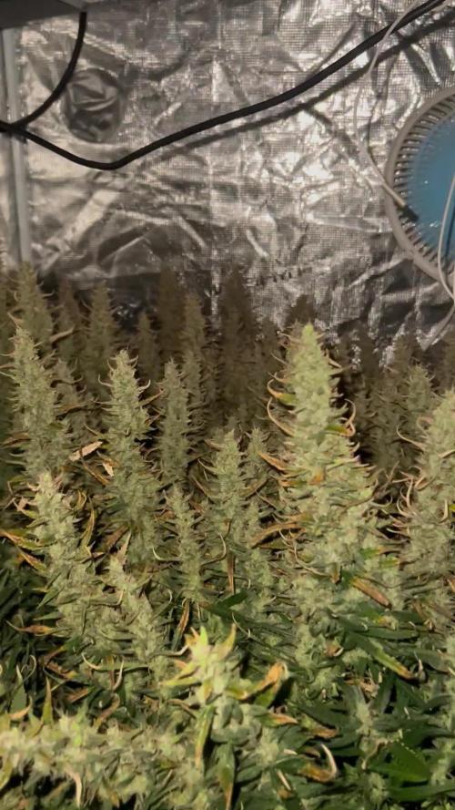 Pound Cake Hydrophonic