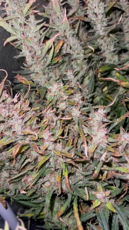 Pound Cake Hydrophonic