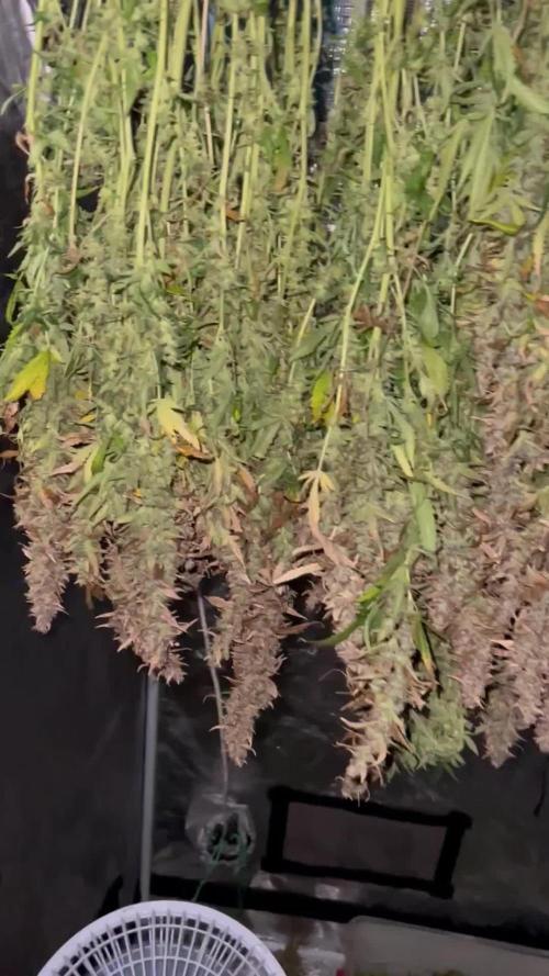 Pound Cake Hydrophonic