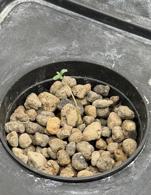 Hydrophonic Strawberry Pie. Week 1 - .