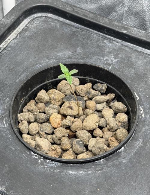 Hydrophonic Strawberry Pie. Week 1