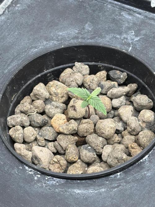 Hydrophonic Strawberry Pie. Week 1