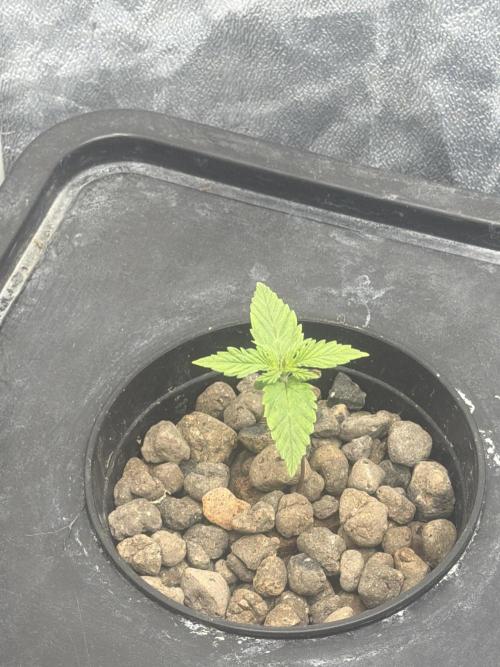 Hydrophonic Strawberry Pie. Week 2