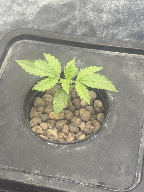 Hydrophonic Strawberry Pie. Week 2