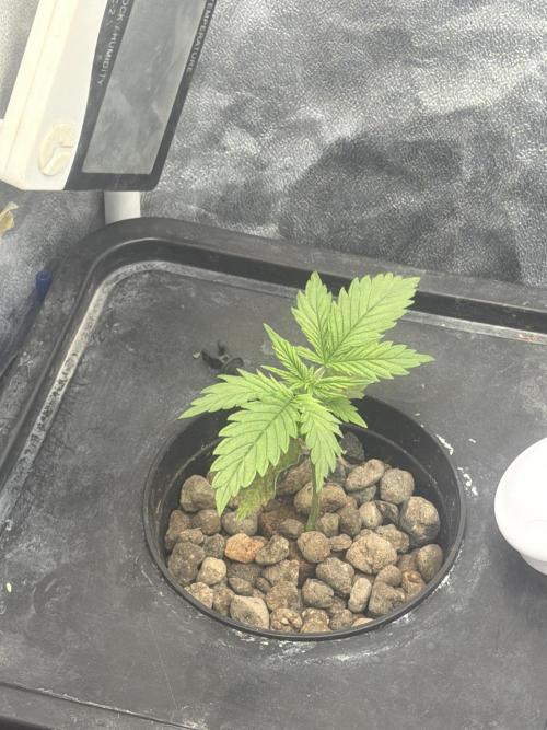 Hydrophonic Strawberry Pie. Week 2