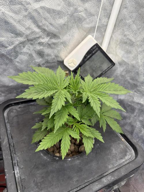 Hydrophonic Strawberry Pie. Week 3