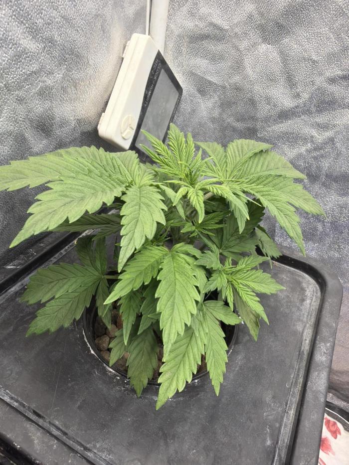 Hydrophonic Strawberry Pie. Week 4