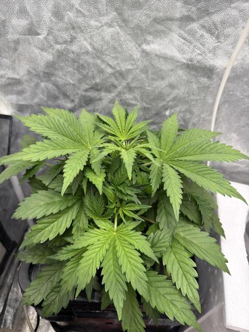 Hydrophonic Strawberry Pie. Week 4