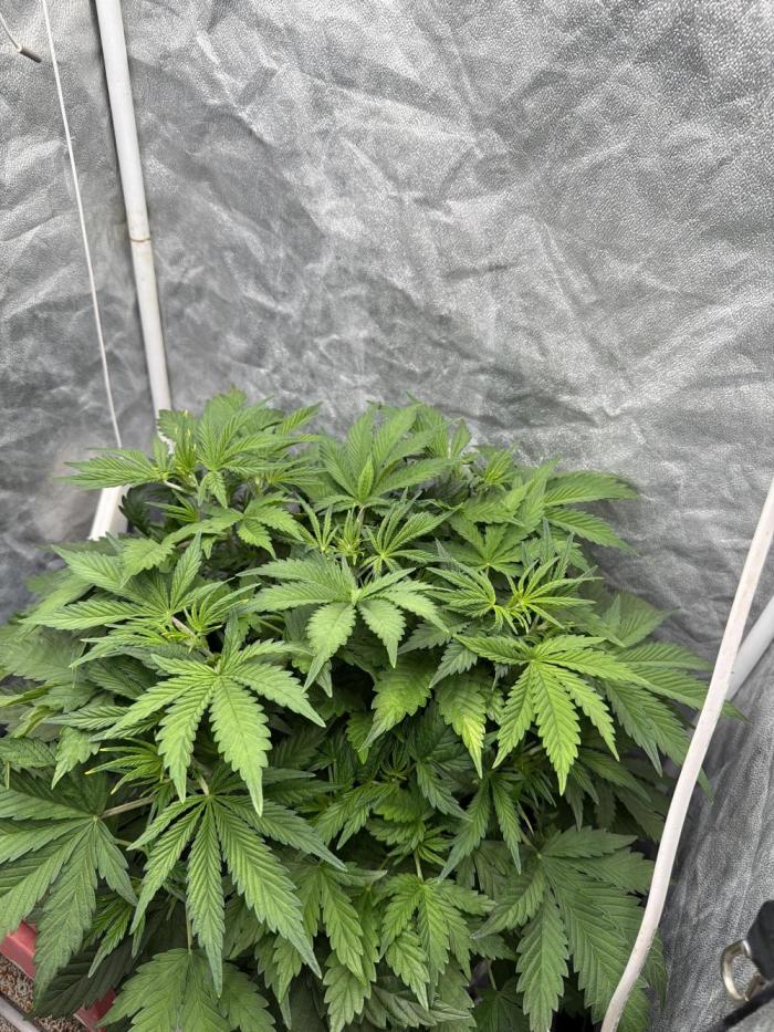 Hydrophonic Strawberry Pie. Week 5