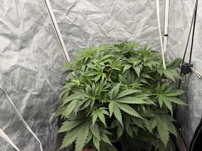 Hydrophonic Strawberry Pie. Week 5