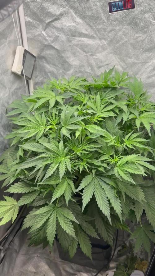 Hydrophonic Strawberry Pie