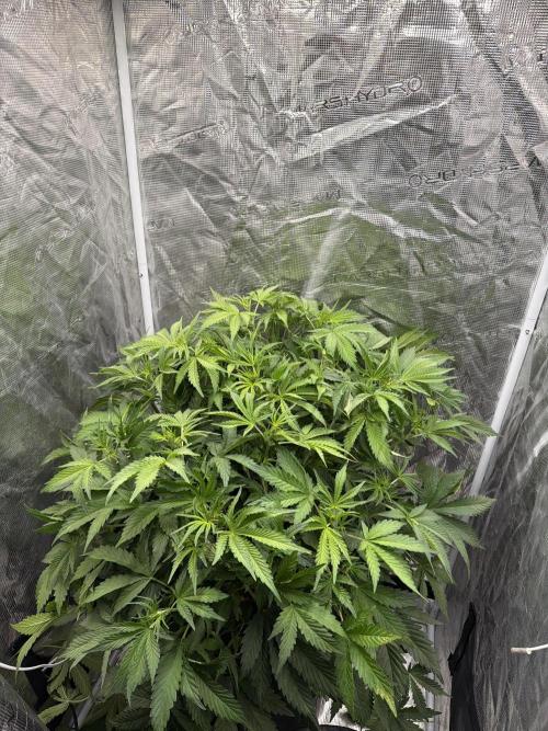 Hydrophonic Strawberry Pie. Week 5